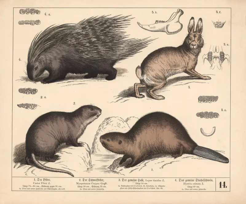 1. Der Biber. 2. Der Schweifbiber. 3. Der gemeine Hase. 4. Das gemeine Stachelschwein, 1882 – nr 2 av Heinrich Leutemann