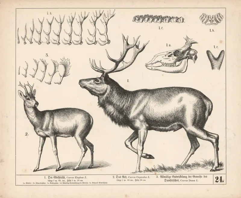 1. Der Edelhirsch. 2. Das Reh. 3. Allmälige Entwickelung der Geweihe des Damhirsches., 1882 – nr 2 av Heinrich Leutemann