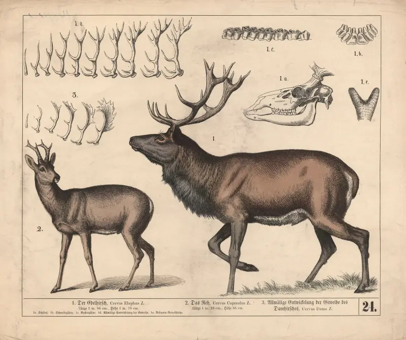 1. Ädelnjuren. 2. Rådjuret. 3. Allmän utveckling av kronhjortens horn, 1882 – nr 1 av Heinrich Leutemann