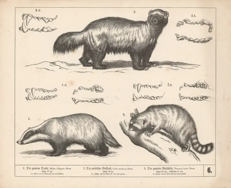 1. Der gemeine Dachs. 2. Der nordische Vielfrass. 3. Der gemeine Waschbär av Heinrich Leutemann
