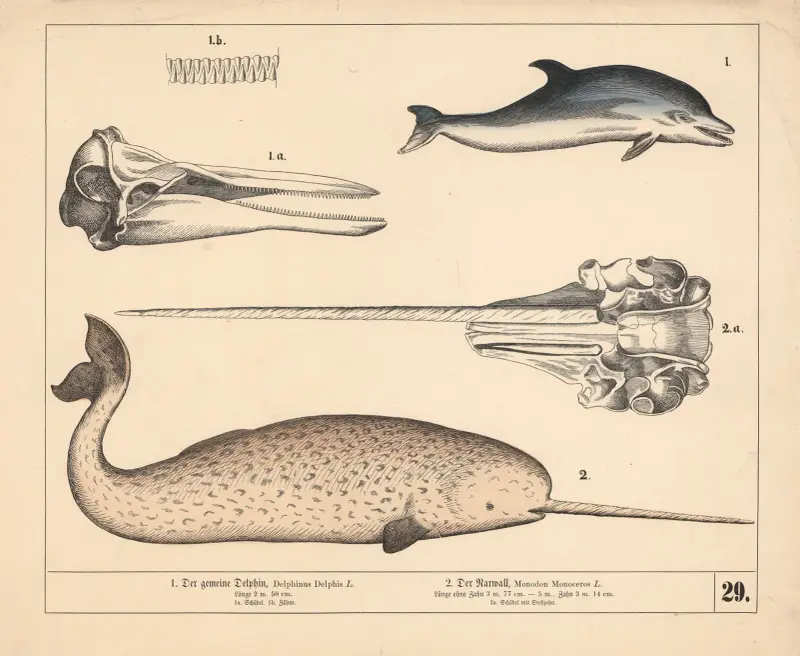 1. Der gemeine Delphin. 2. Der Narwall av Heinrich Leutemann