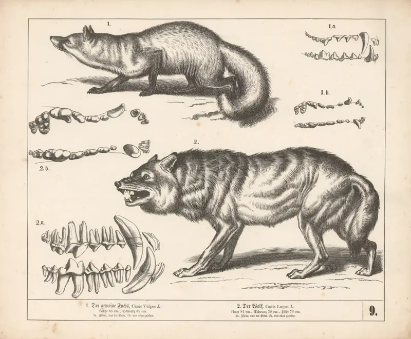 1. Der gemeine Fuchs. 2. Der Wolf av Heinrich Leutemann