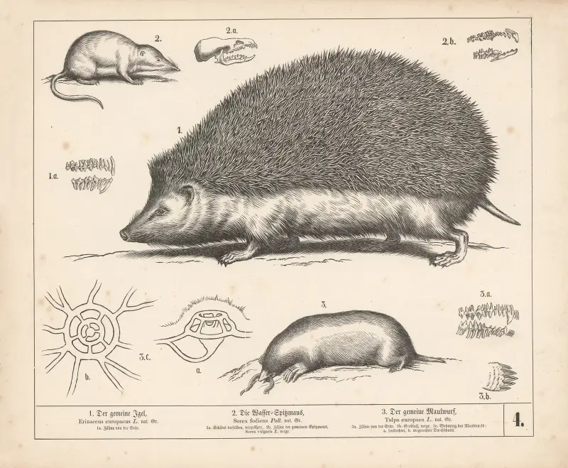 1. Den vanliga igelkotten. 2. Vattennäbbmusen. 3. Den vanliga mullvaden. av Heinrich Leutemann