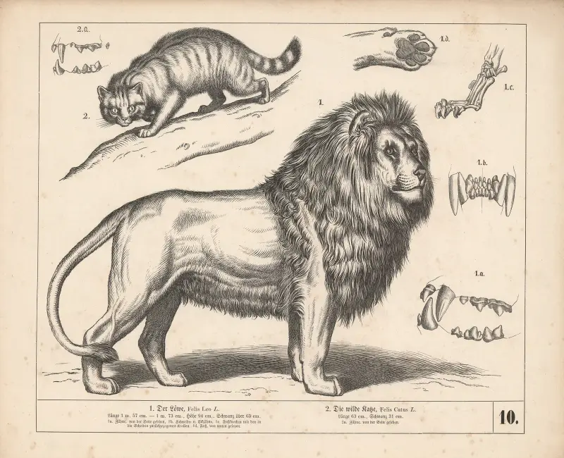 1. Der Löwe. 2. Die wilde Katze. av Heinrich Leutemann