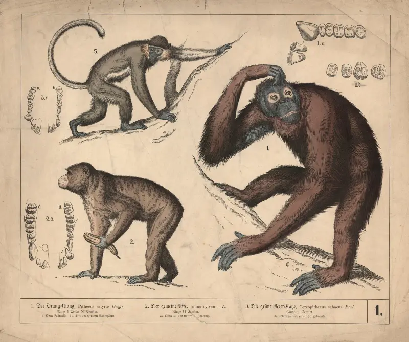 1. Der Orang-Utang. 2. Der gemeine Affe. 3 Die grüne Meer-Katze av Heinrich Leutemann
