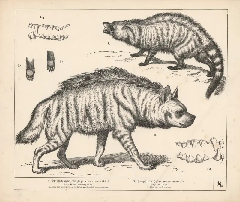 1. Die afrikanische Zibethkatze. 2. Die gestreifte Hyäne av Heinrich Leutemann