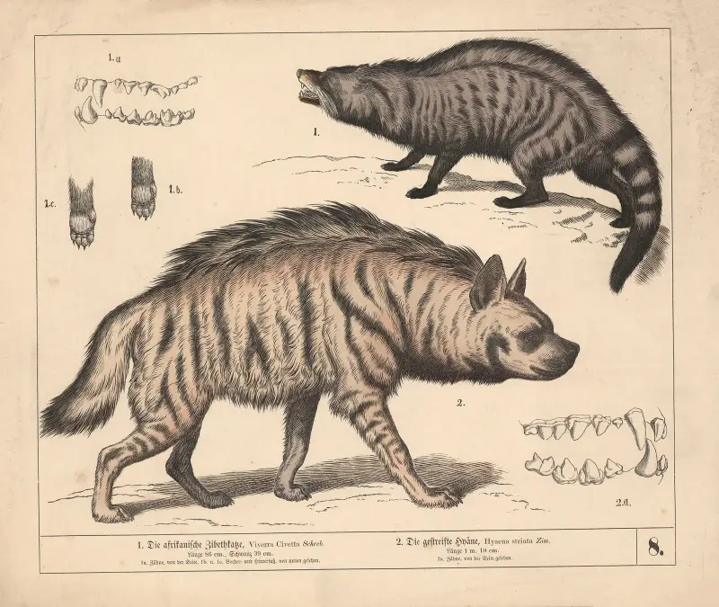 1. Die afrikanische Zibethkatze. 2. Die gestreifte Hyäne. von Heinrich Leutemann