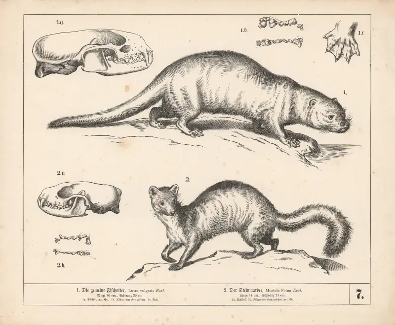 1. Die gemeine Fischotter. 2. Der Steinmarder., 1882 – nr 2 av Heinrich Leutemann