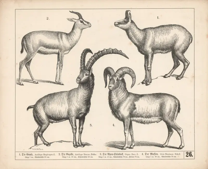 1. Gemsen. 2. Gasellen. 3. Alpstenbocken. 4. Mufflonen av Heinrich Leutemann