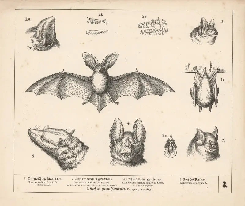1. Uszaty nietoperz. 2. Głowa nietoperza zwyczajnego. 3. Głowa podkowca dużego. 4. Głowa wampira, Heinrich Leutemann