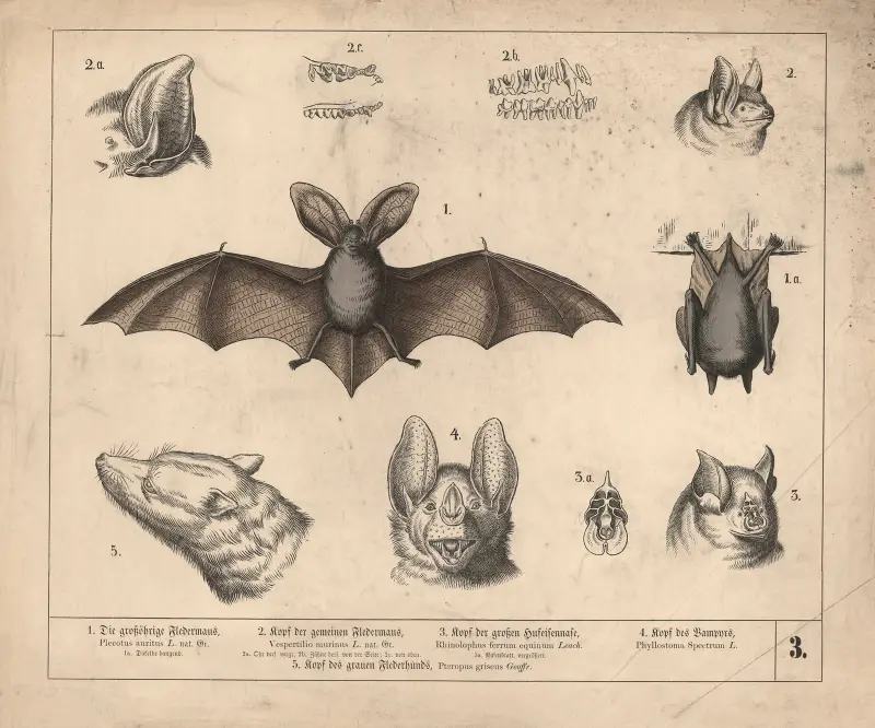 1. Die grossöhrige Fledermaus. 2. Kopf der gemeinen Fledermaus. 3- Kopf der grossen Hufeisennase. 4. Kopf des Vampyrs. av Heinrich Leutemann