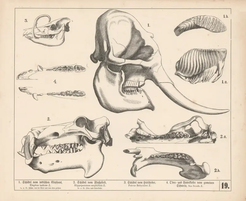 1. Schädel vom indischen Elephant. 2. Schädel vom Flusspferd. 3. Schädel vom Hirscheber. 4. Oberund Unterkiefer vom gemeinen Schwein av Heinrich Leutemann