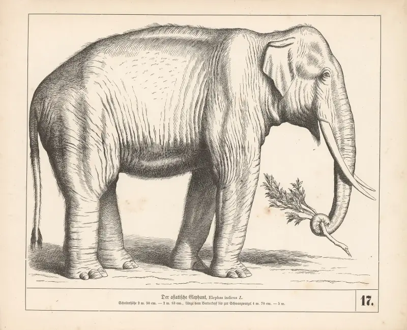 Der asiatische Elephant av Heinrich Leutemann