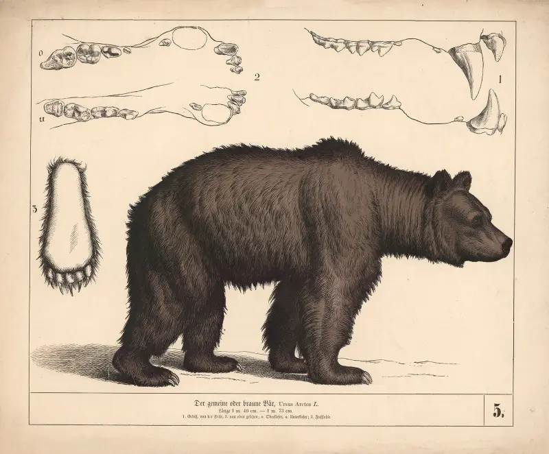 Der gemeine oder braune Bär von Heinrich Leutemann