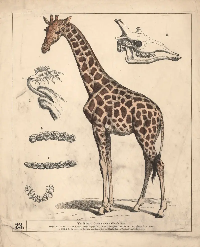 Die Giraffe., 1882 – nr 2 av Heinrich Leutemann