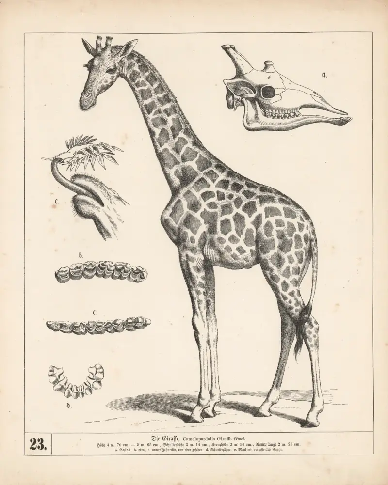 Die Giraffe, 1882 – nr 1 av Heinrich Leutemann