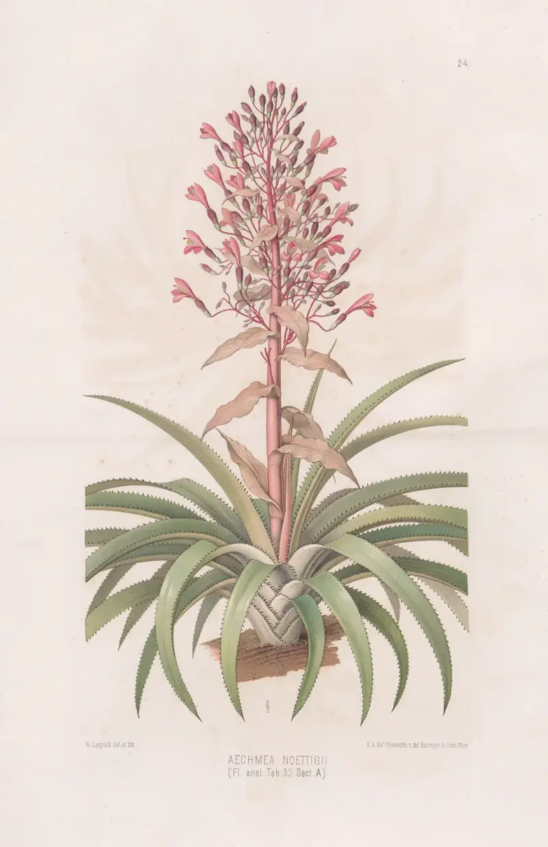 Aechmea Noettigii av Heinrich Wawra