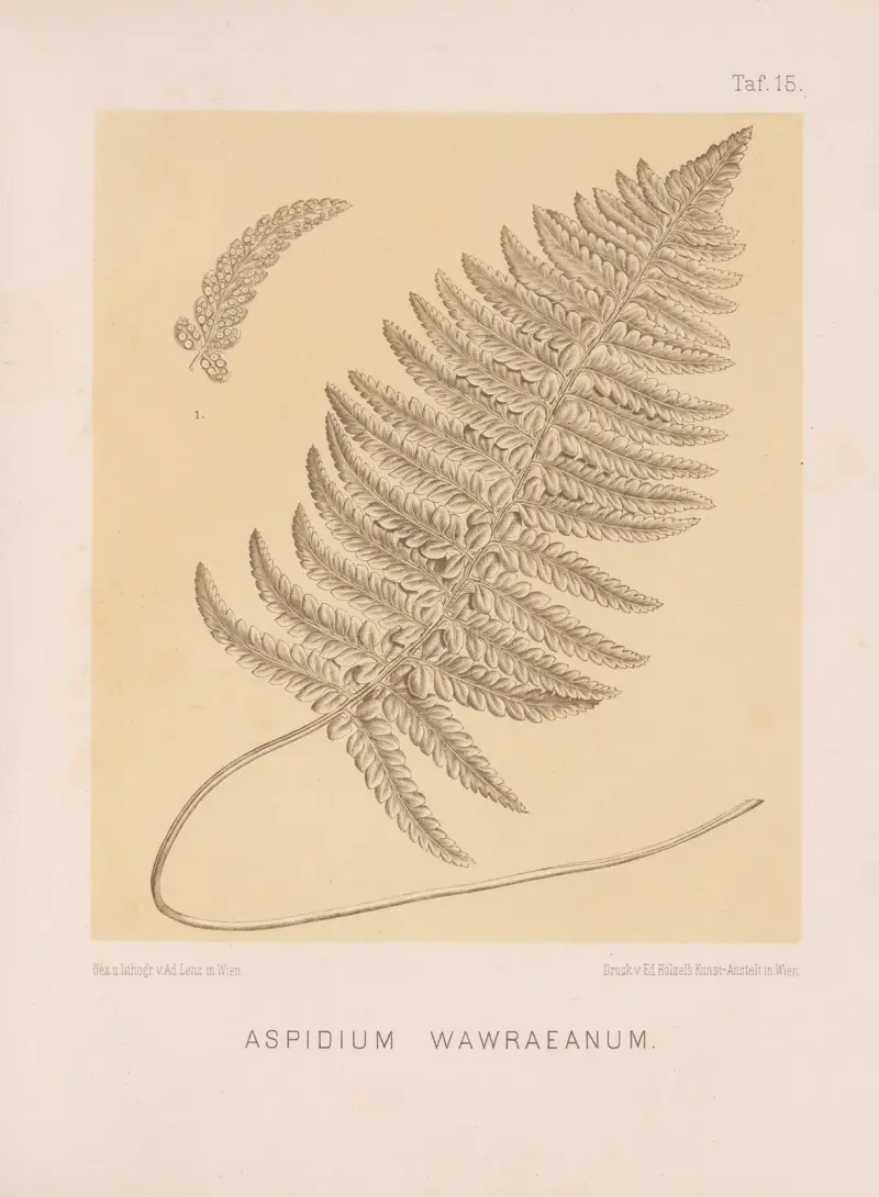 Aspidium Wawraeanum av Heinrich Wawra