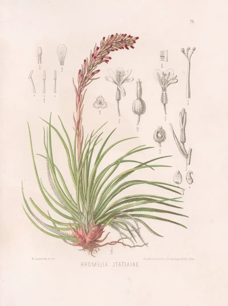 Bromelia Itatiaiae av Heinrich Wawra