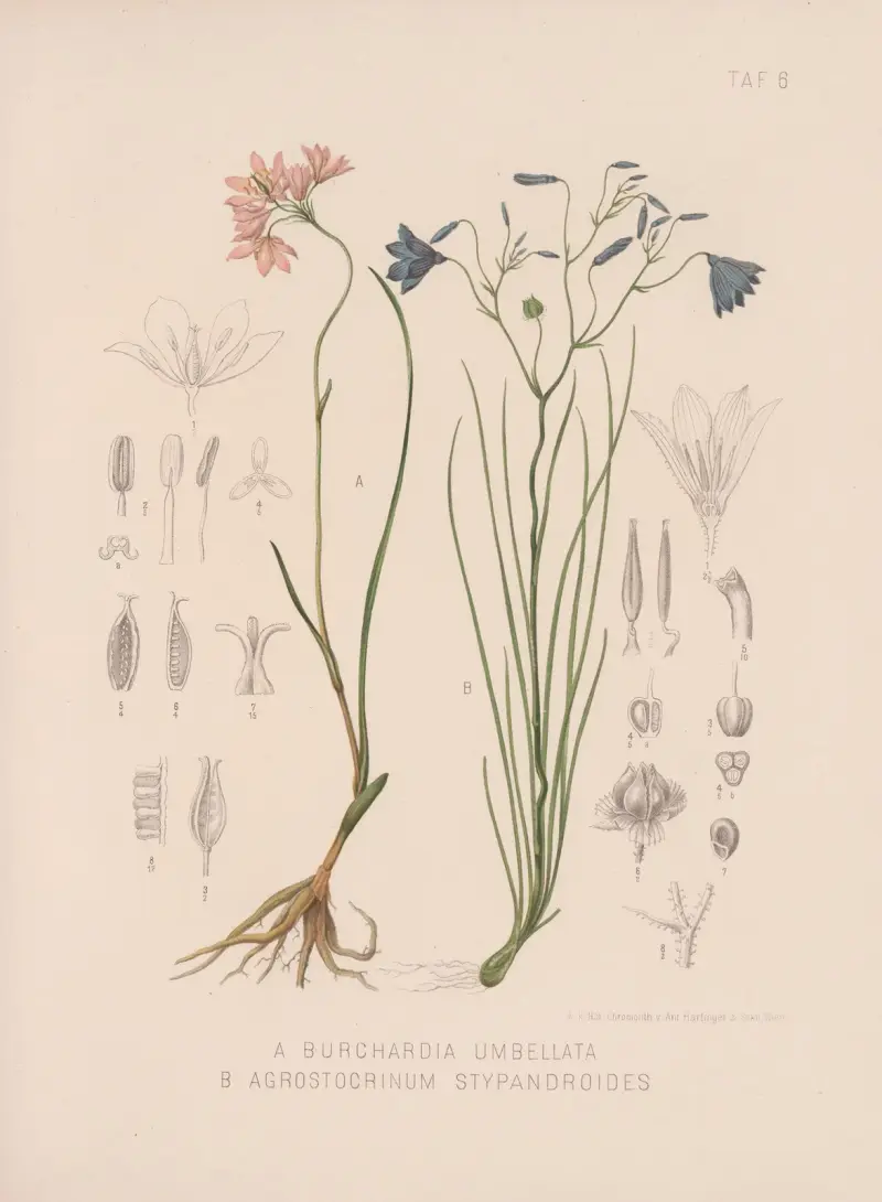 Burchardia Umbellata, Agrostocrinum Stypandroides av Heinrich Wawra