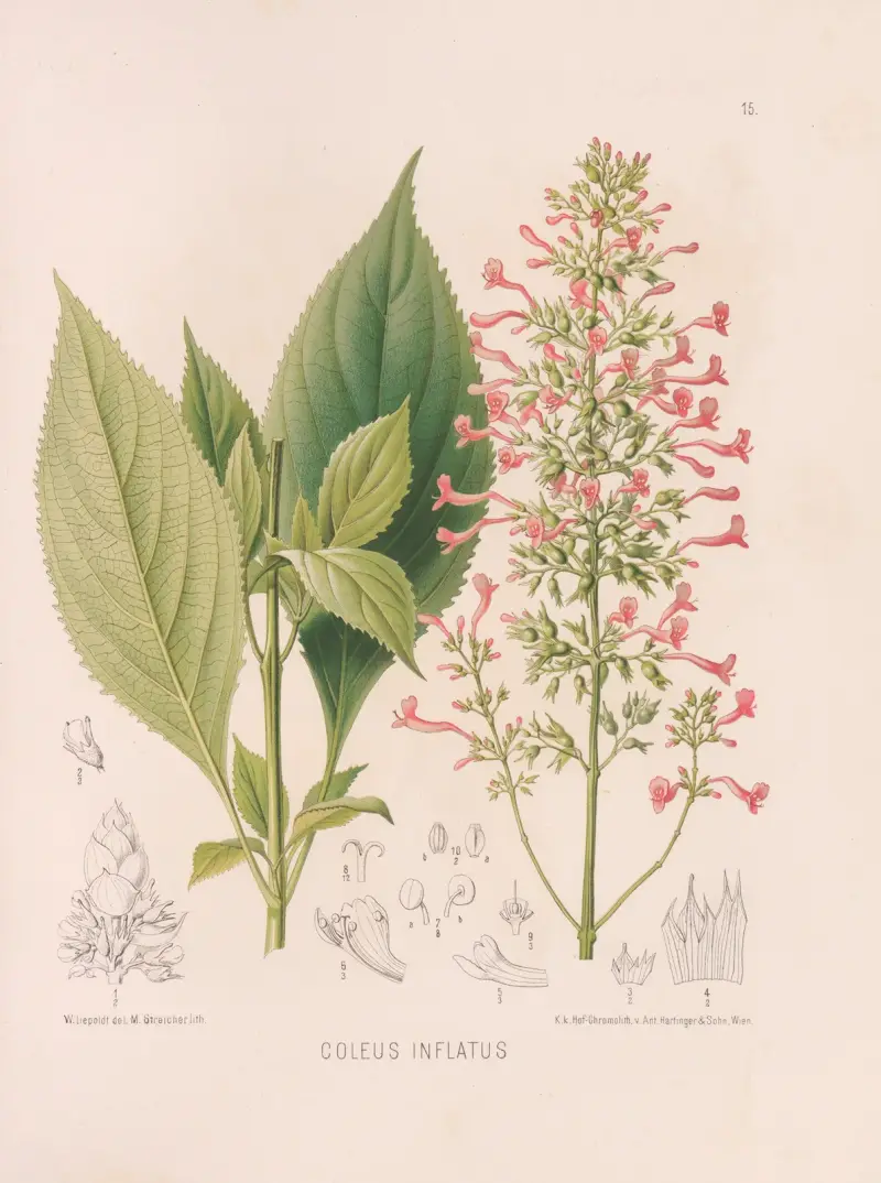 Coleus Inflatus av Heinrich Wawra