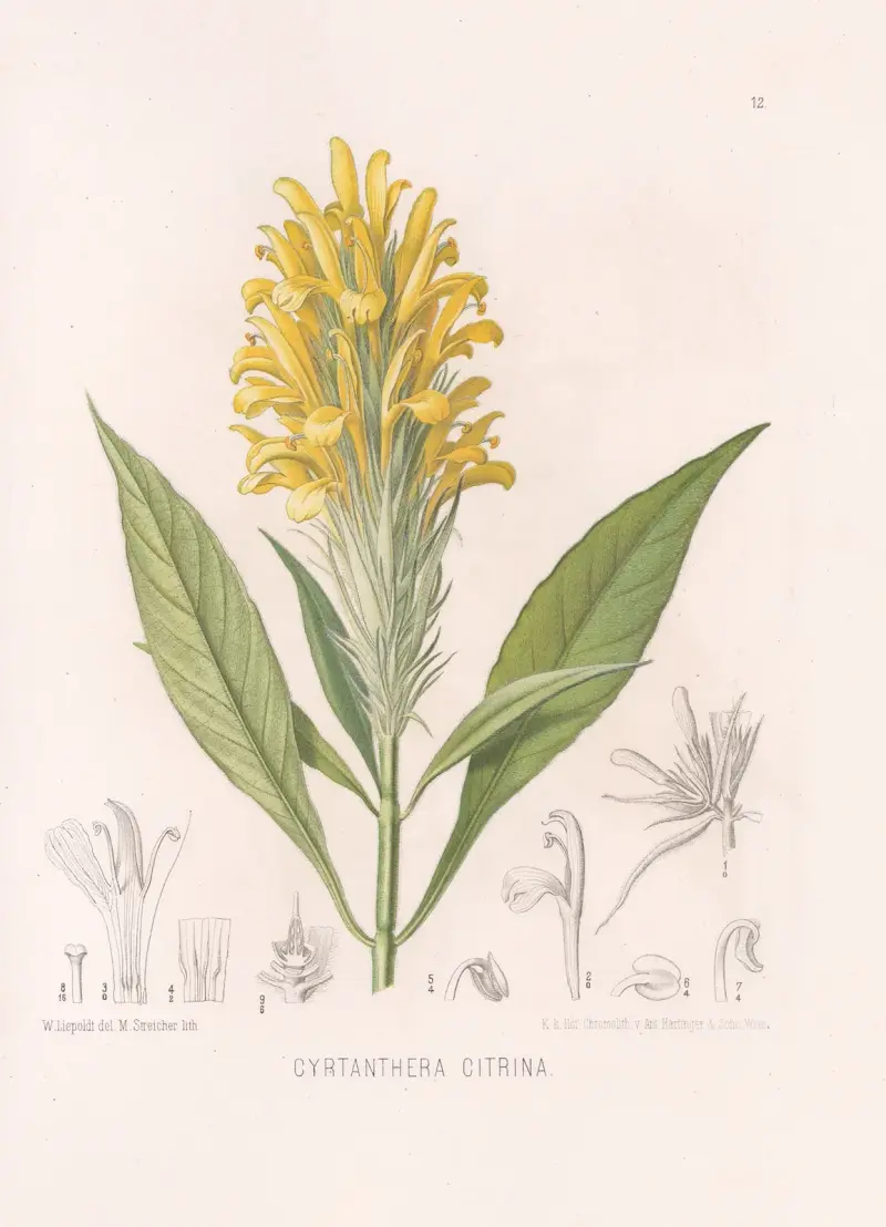 Cyrtanthera Citrina av Heinrich Wawra