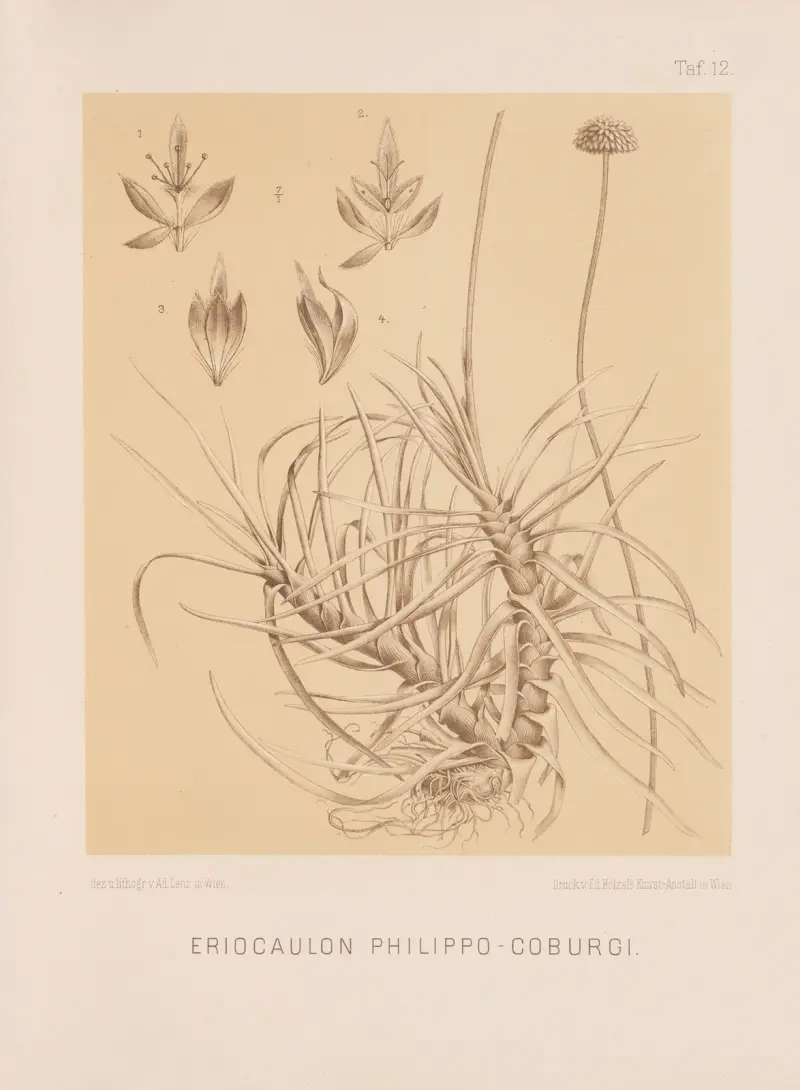 Eriocaulon Philippo-Coburgi av Heinrich Wawra
