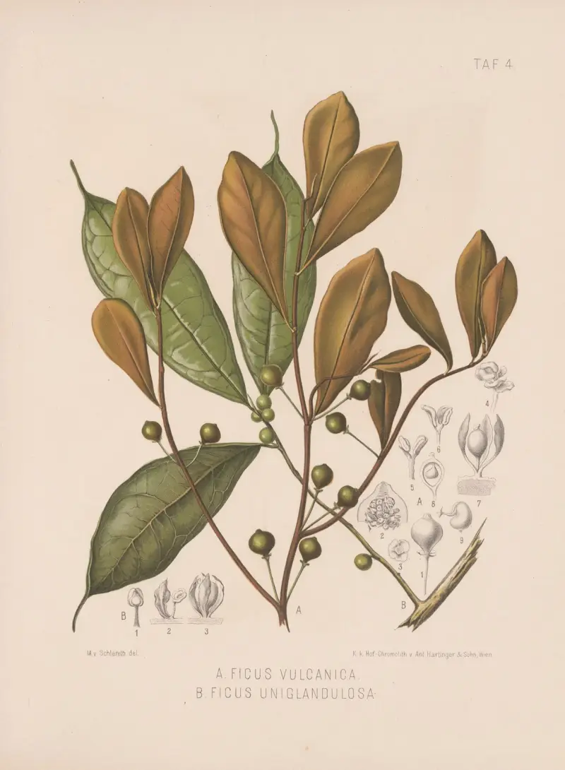 Ficus Vulcanica., Ficus Uniglandulosa av Heinrich Wawra
