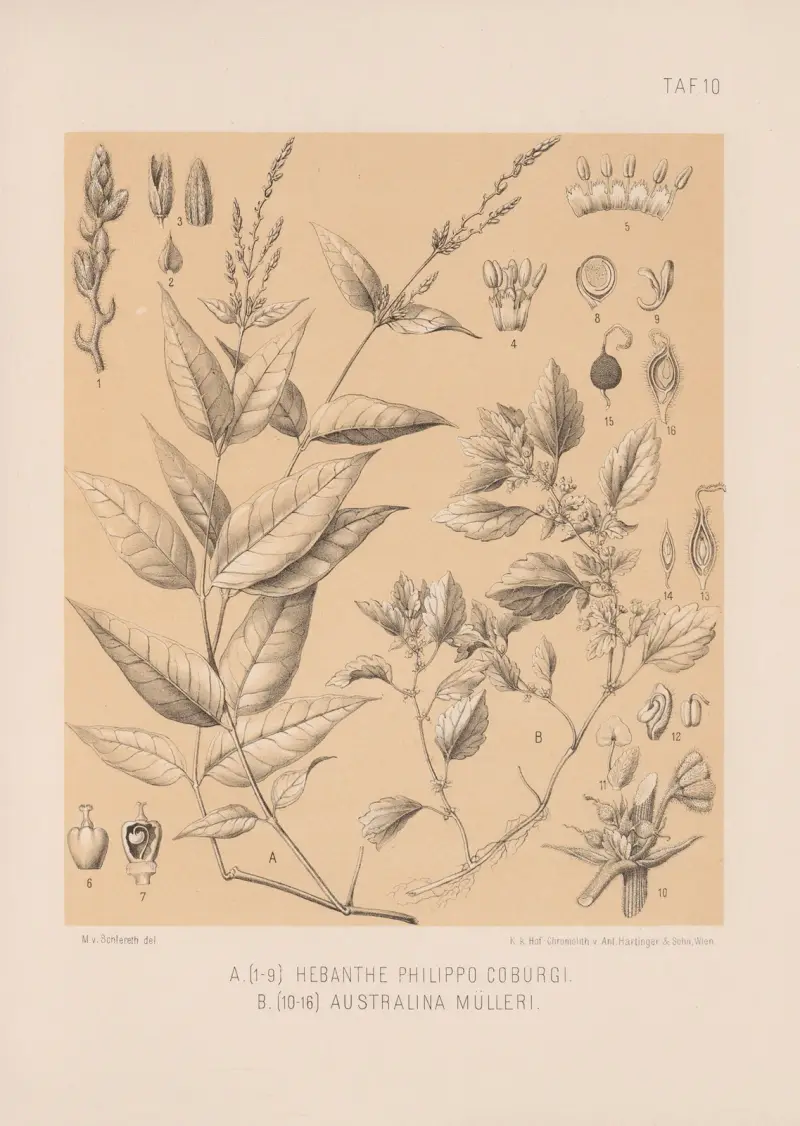 Hebanthe Philippo Coburgi, Australiną Mülleri av Heinrich Wawra