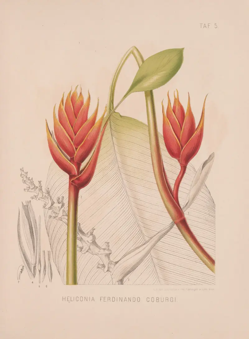 Heliconia Ferdinando Coburgi av Heinrich Wawra