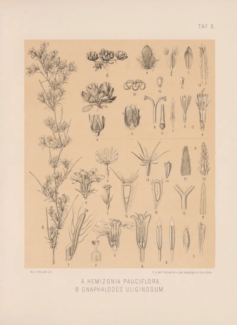Hemizonia Pauciflora, Gnaphalodes Uliginosum av Heinrich Wawra