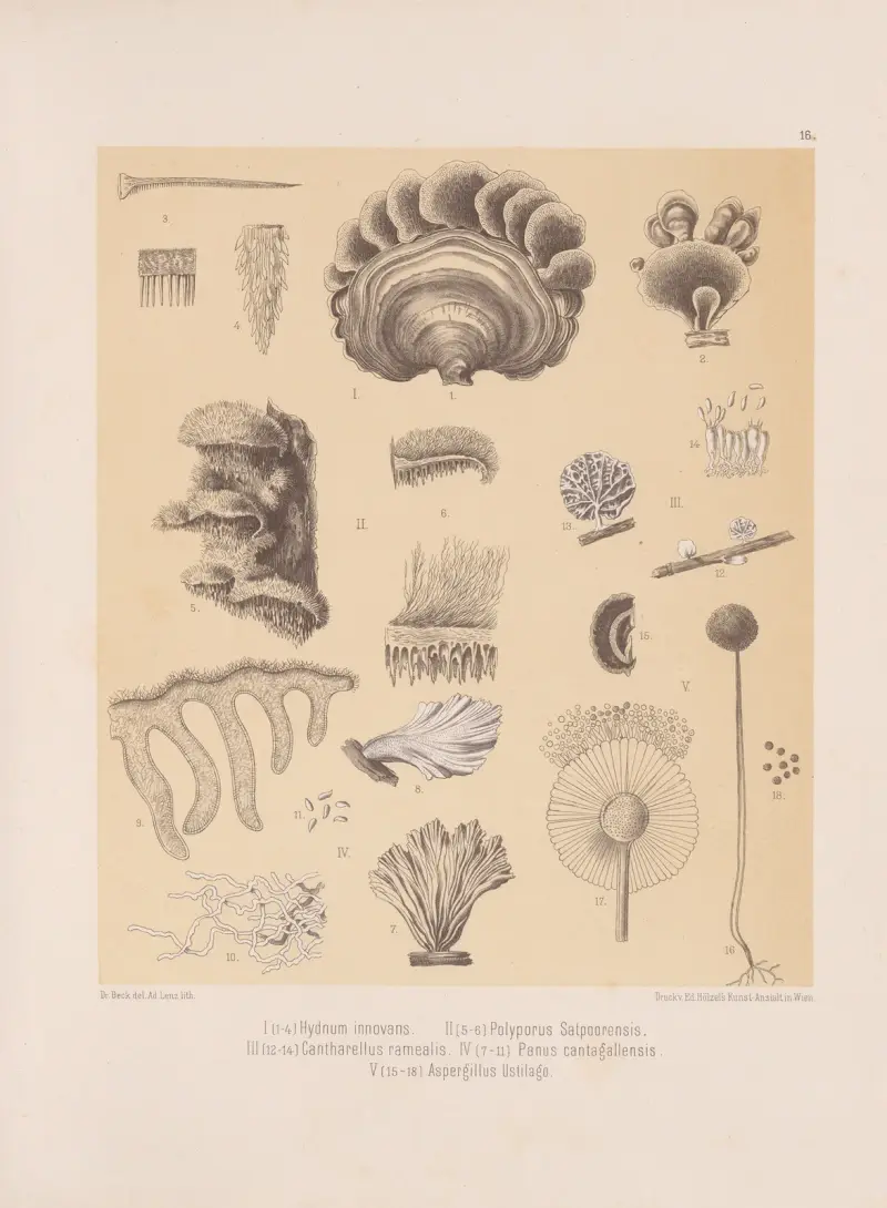 Hydnum Innovans, Polyporus Satpoorensis, Cantharellus Ramealis, Panus Cantagallensis, Aspergillus Ustilago av Heinrich Wawra