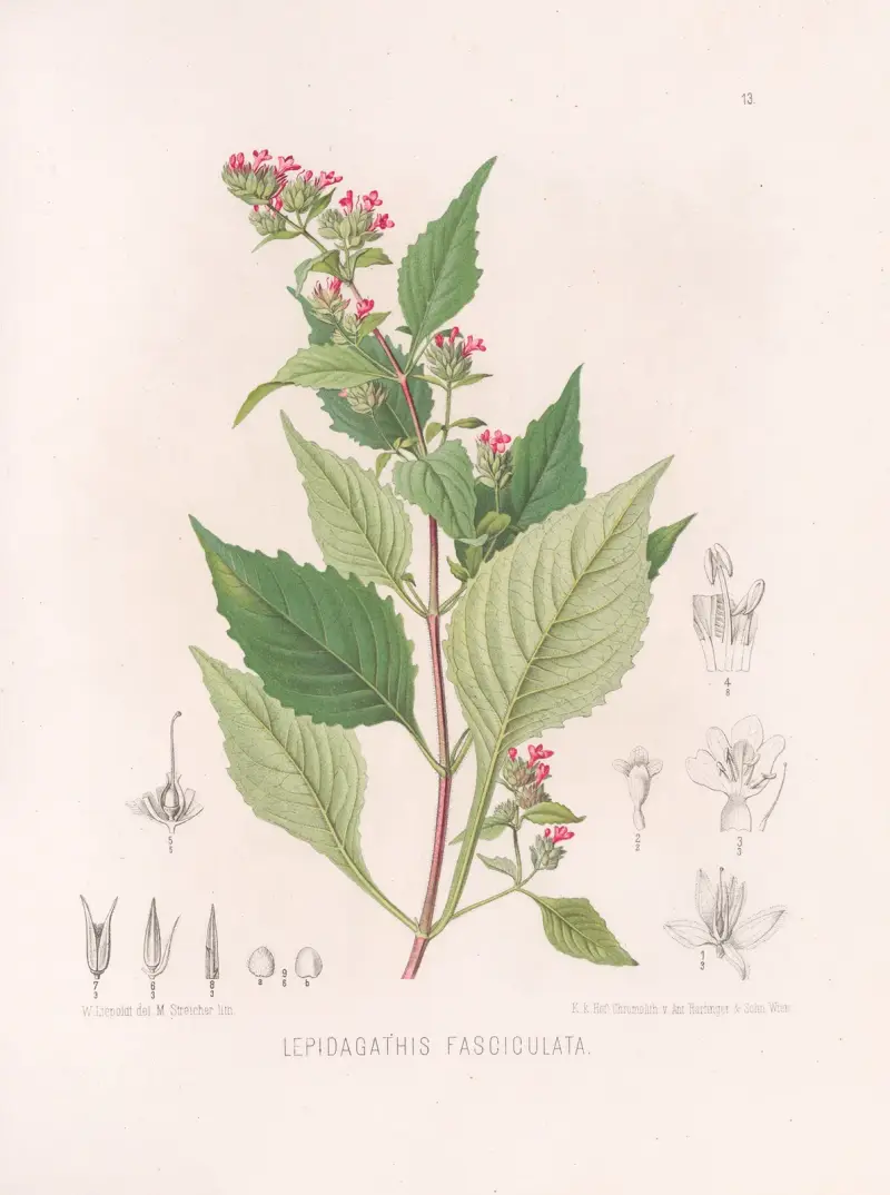 Lepidagathis Fasciculata. av Heinrich Wawra