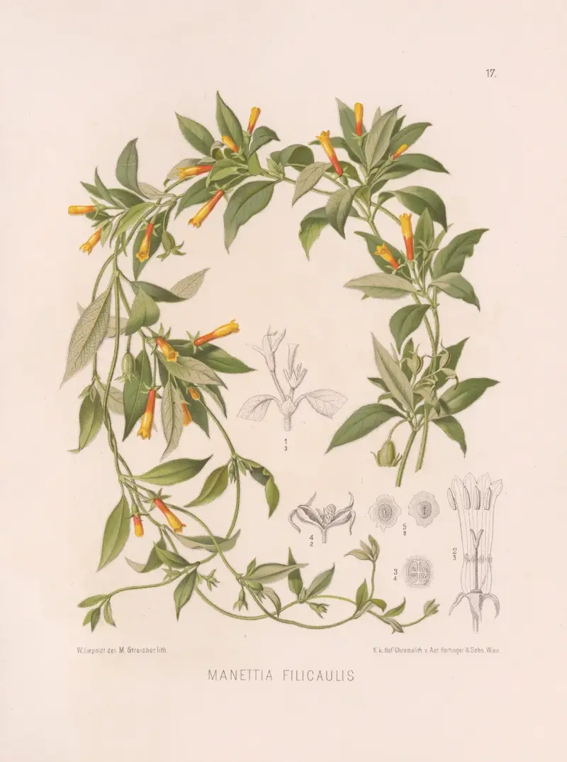 Manettia Filicaulis av Heinrich Wawra