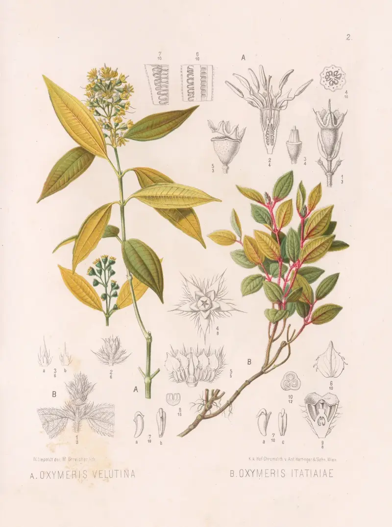 Oxymeris Velutina, Oxymeris Itatiaiae av Heinrich Wawra