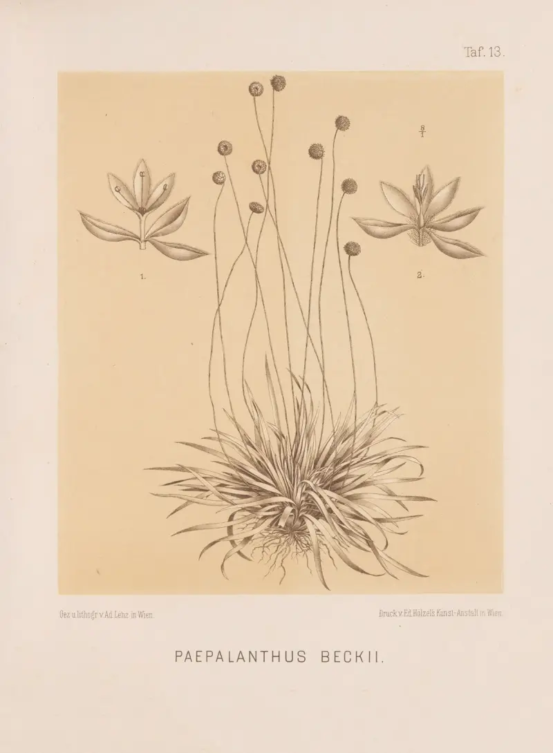 Paepalanthus Beckii av Heinrich Wawra