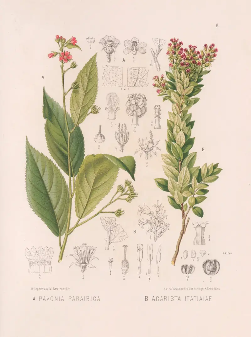 Pavonia Paraibica, Agarista Itatiaiae av Heinrich Wawra
