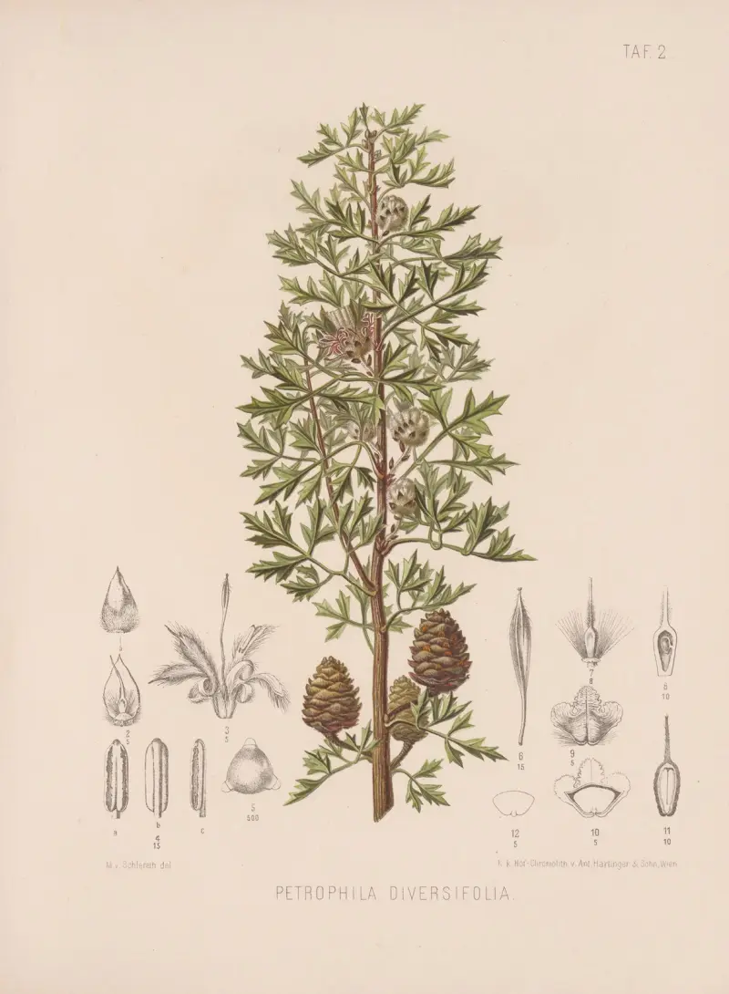 Petrophila Diversifolia av Heinrich Wawra