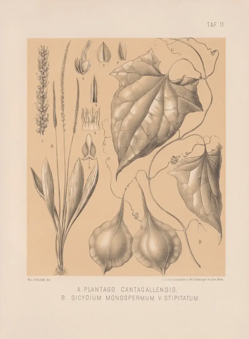 Plantago Cantagallensis, Sicydium Monospermum V. Stipitatum av Heinrich Wawra