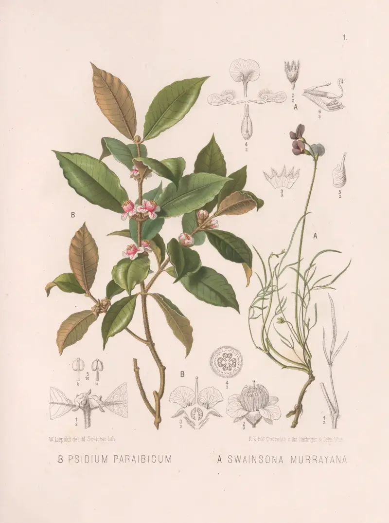 Psidium Paraibicum, Swainsona Murrayana av Heinrich Wawra