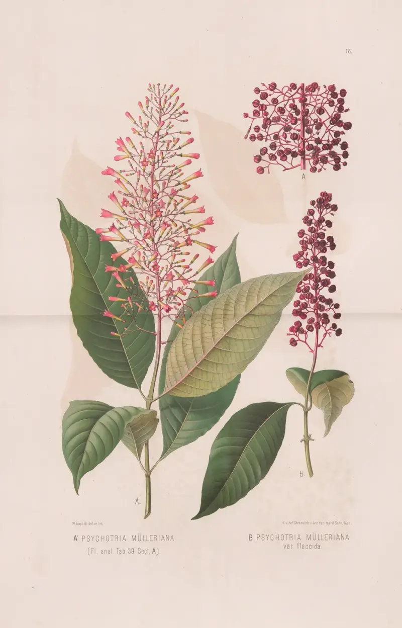 Psychotria Mulleriana, Psychotria Mulleriana Var Flaccida av Heinrich Wawra
