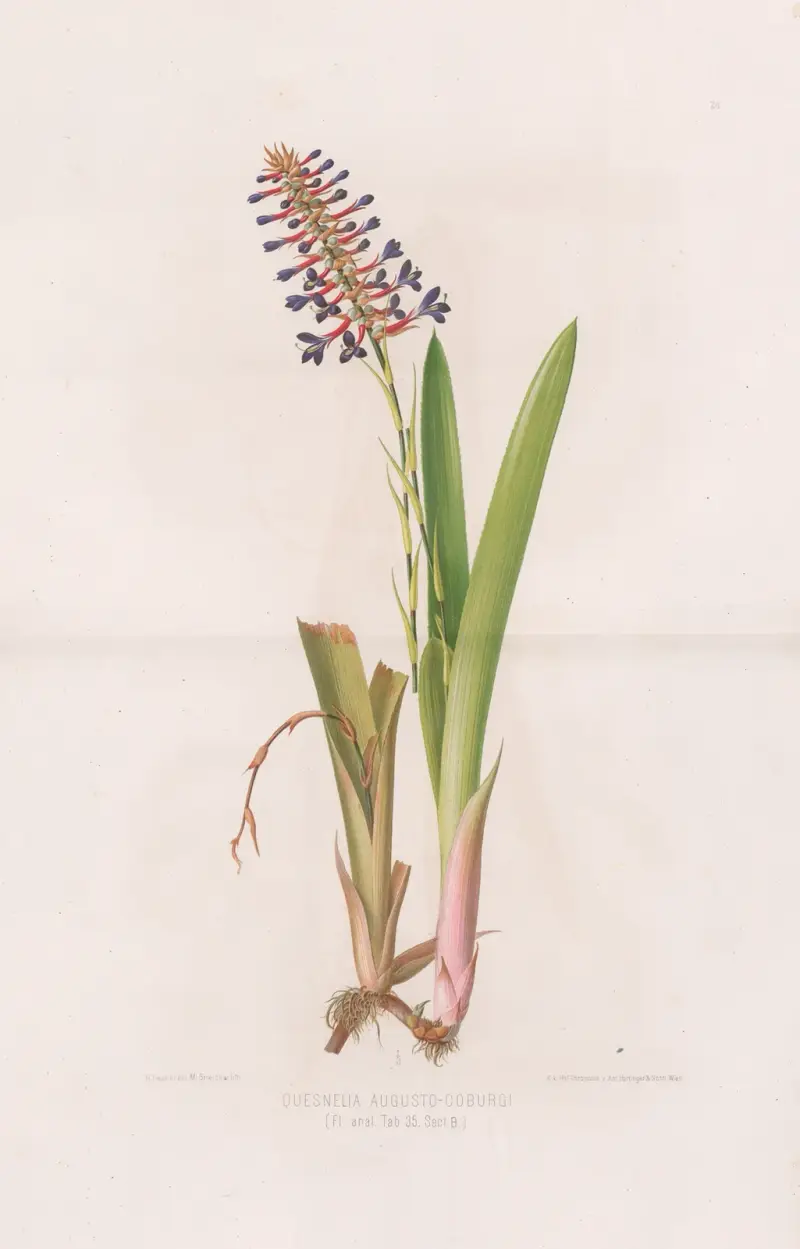 Quesnelia Augusto-Coburgi av Heinrich Wawra