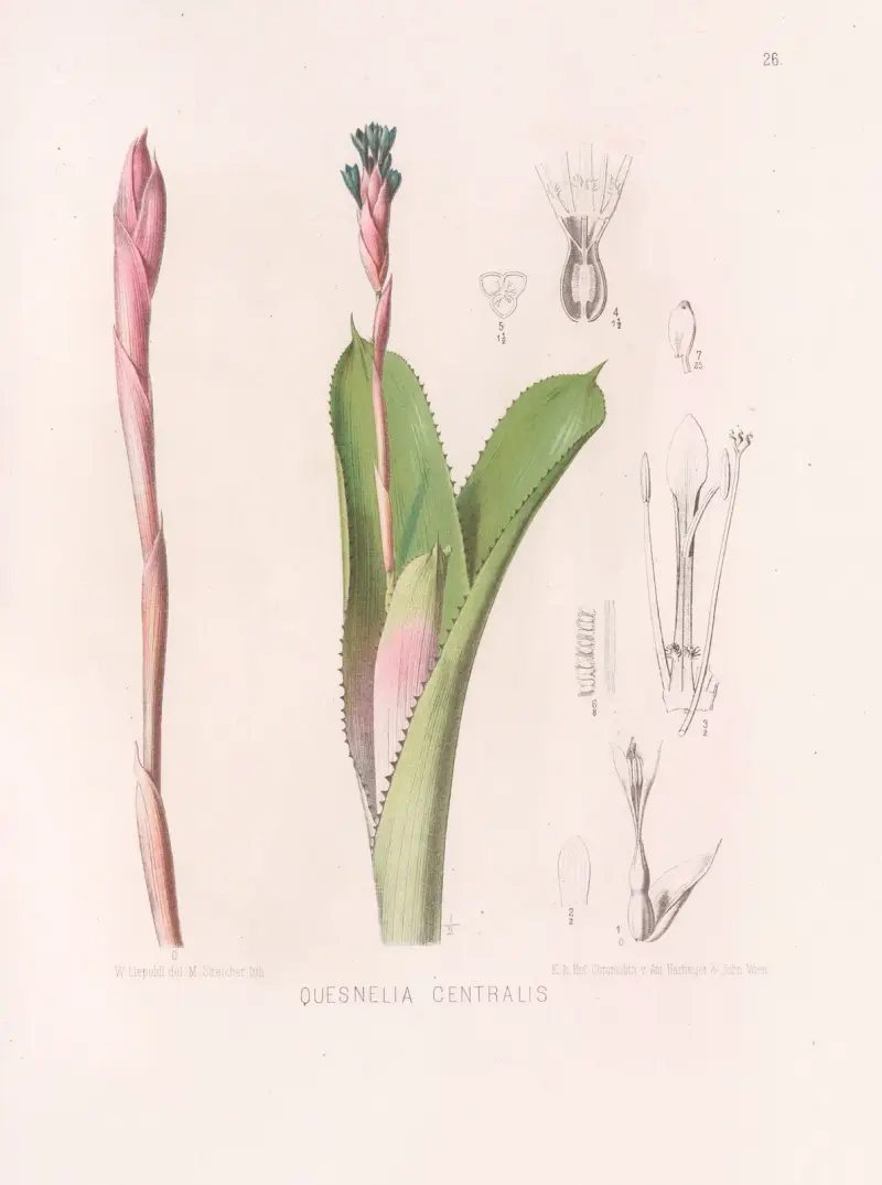 Quesnelia Centralis av Heinrich Wawra