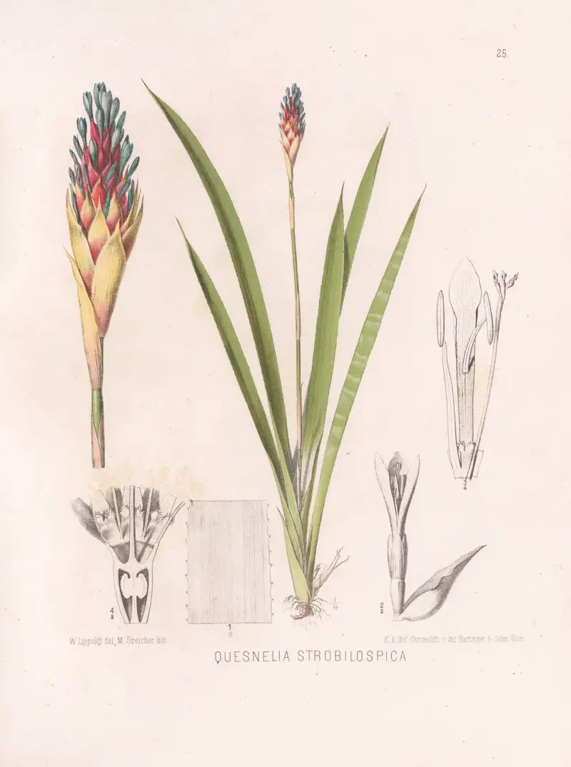 Quesnelia Strobilospica av Heinrich Wawra