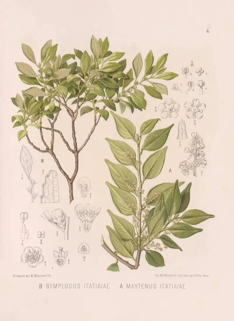 Symplocos Itatiaiae, Maytenus Itatiaiae av Heinrich Wawra