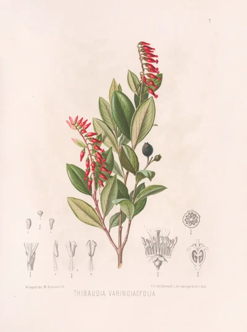 Thibaudia Varingiaefolia av Heinrich Wawra