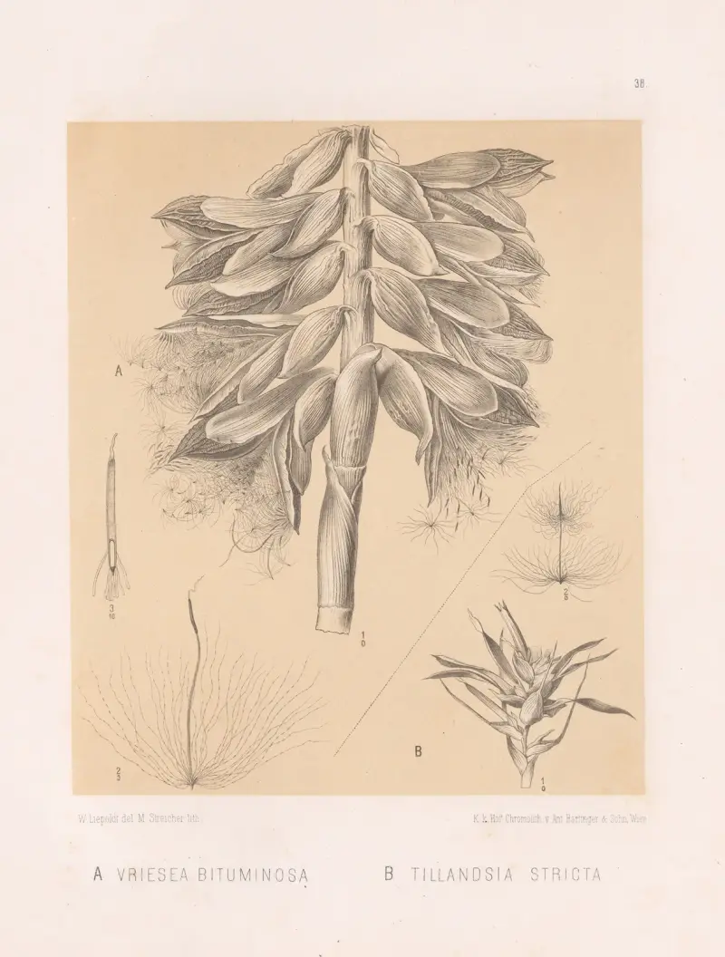 Vriesea Bituminosa, T1llandsia Stricta av Heinrich Wawra