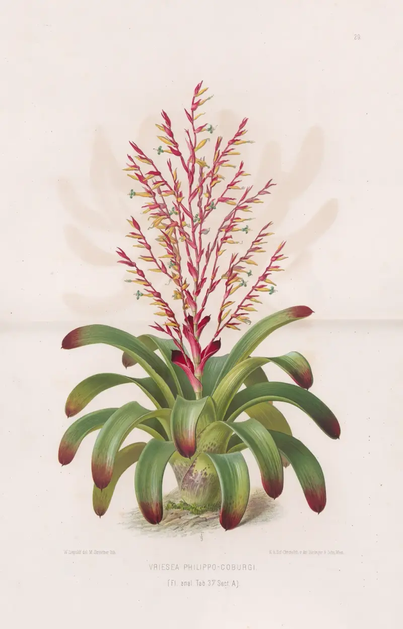 Vriesea Philippo-Coburgi av Heinrich Wawra