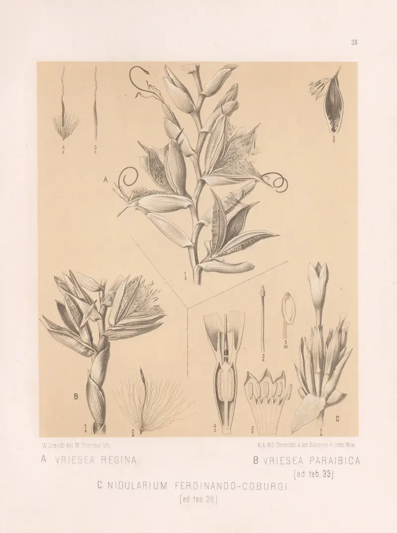Vriesea Regina, Vriesea Paraibica, Nidularium Ferdinando-Coburgi av Heinrich Wawra