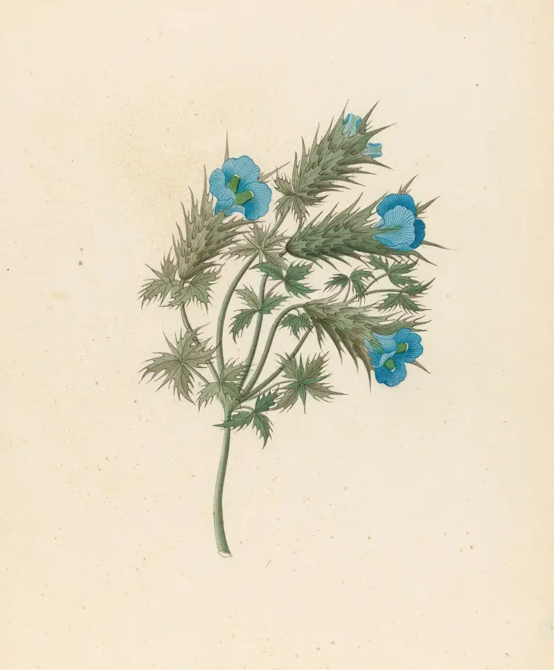 Acanthus carduifolia [Blepharis sinuata] av Clemenz Heinrich Wehdemann